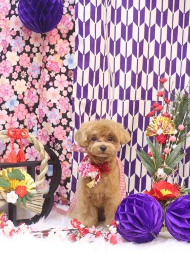 20250113らぶちゃん